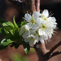 Bubblegum 'Toka' Plum Tree -Brighter Blooms Sales Bubblegum Toka Plum 4