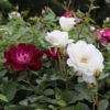 Burgundy Iceberg And Iceberg Two-fer® Rose Tree -Brighter Blooms Sales Burgandy Iceburg ROse Tree BB 600x600 7fbf78b6 1c8a 4df9 b52e 0264dbb85dd3