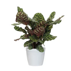 Calathea Medallion -Brighter Blooms Sales CAL MAK.6 whitedelilah e1510680 f4dc 44cd 84db 6b0c93731204