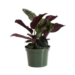 Calathea Medallion -Brighter Blooms Sales CAL MED