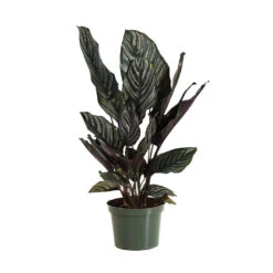 Calathea Ornata -Brighter Blooms Sales CAL ORN