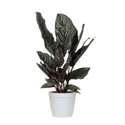 Calathea Ornata -Brighter Blooms Sales CAL ORN.6 whitedelilah