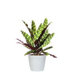 Rattlesnake Plant -Brighter Blooms Sales CAL RSK.6 delilah white