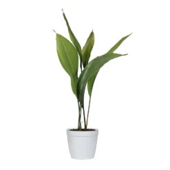 Cast Iron Plant 20 Cast Iron Plant -Brighter Blooms Sales CAS PLA1 delilah white