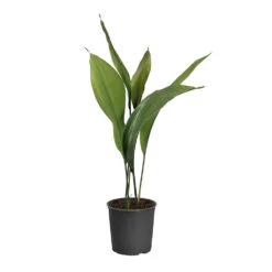 Cast Iron Plant 19 Cast Iron Plant -Brighter Blooms Sales CAS PLA1 standard pot