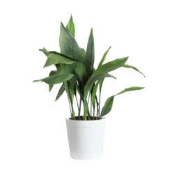 Cast Iron Plant 22 Cast Iron Plant -Brighter Blooms Sales CAS PLA3 delilah white