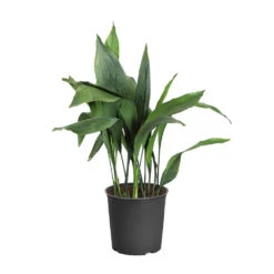 Cast Iron Plant 21 Cast Iron Plant -Brighter Blooms Sales CAS PLA3 standardpot