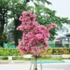 Cherokee Crape Myrtle Tree -Brighter Blooms Sales CHEROKEE CRAPE MYRTLE 350 THUMBNAIL