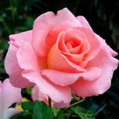 Cherish Rose Tree 7 Cherish Rose Tree -Brighter Blooms Sales CHerish Rose Tree 3BB