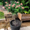 Cherish Rose Tree 1 Cherish Rose Tree -Brighter Blooms Sales CHerish Rose Tree 600x600 db9f8d6a 4fe4 4029 aaf9 97938926805d