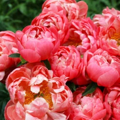 Coral Charm Peony -Brighter Blooms Sales COral Charm Peony 4