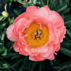 Coral Charm Peony -Brighter Blooms Sales COral Charm Peony 5 BB