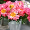 Coral Charm Peony
