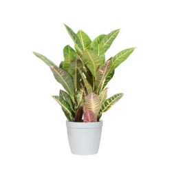 Croton Plant -Brighter Blooms Sales CRO PEN1 delilah white
