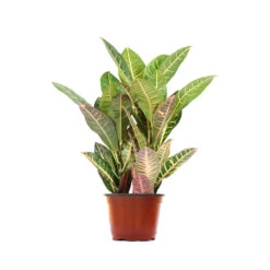 Croton Plant -Brighter Blooms Sales CRO PEN1 standard pot