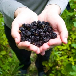 Black Raspberry Bush 8 Black Raspberry Bush -Brighter Blooms Sales CUmberland Black RAspberry 2 BB