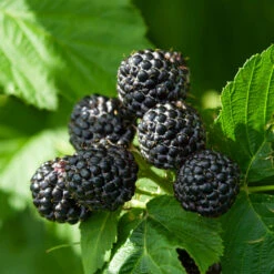Black Raspberry Bush 9 Black Raspberry Bush -Brighter Blooms Sales CUmberland Black RAspberry 6 BB