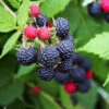 Black Raspberry Bush -Brighter Blooms Sales CUmberland Black RAspberry BB 600x600 c370b71d 47a2 4f33 883f 632ce4746a12
