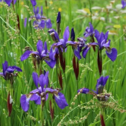 Caesar's Brother Siberian Iris -Brighter Blooms Sales Caesars Brother Iris 1 BB