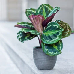 Calathea Medallion -Brighter Blooms Sales Calathea Medalion 2