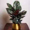 Calathea Ornata 2 Calathea Ornata -Brighter Blooms Sales Calathea Ornata BB 600x600 eb79a452 8061 44c2 9cf4 b4da320d58f0