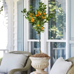 California Honey Mandarin Tree -Brighter Blooms Sales California Mandarin 2 BB