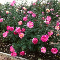 Camille Pissarro™ Rose 7 Camille Pissarro™ Rose -Brighter Blooms Sales Camille Pissarro 3