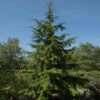 Canadian Hemlock Tree -Brighter Blooms Sales Canadian Hemlock BB 600x600 1921d611 d517 49e0 99f3 f010bbdcc921