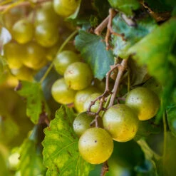 Carlos Scuppernong Grape Vine 9 Carlos Scuppernong Grape Vine -Brighter Blooms Sales Carlos Muscadine 2 BB