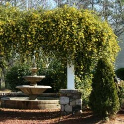 Carolina Jasmine -Brighter Blooms Sales Carolina Jessamine Yellow Jasmine 3 BB