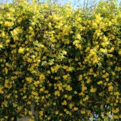 Carolina Jasmine -Brighter Blooms Sales Carolina Jessamine Yellow Jasmine 5 BB