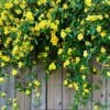 Carolina Jasmine -Brighter Blooms Sales Carolina Jessamine Yellow Jasmine BB 600x600 e8a4dc8b cccb 4633 ae6d 0e0a526b6aaf