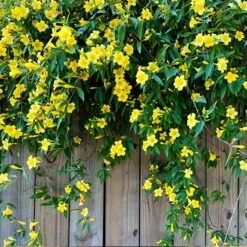 New Products 3 Carolina Jasmine