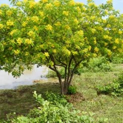 Cassia Tree -Brighter Blooms Sales Cassia Tree 1
