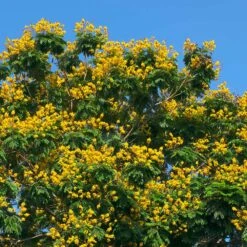 Cassia Tree -Brighter Blooms Sales Cassia Tree 4 BB