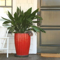 Cast Iron Plant 16 Cast Iron Plant -Brighter Blooms Sales Cast Iron Plant 9