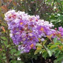 Catawba Crape Myrtle Tree -Brighter Blooms Sales Catawba Crape Myrtle 3 BB
