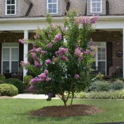 Catawba Crape Myrtle Tree -Brighter Blooms Sales Catawba Crape Myrtle 4 BB