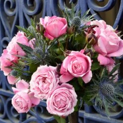 Cathedral Bells Rose 9 Cathedral Bells Rose -Brighter Blooms Sales Cathedral Bells Rose Tree 2