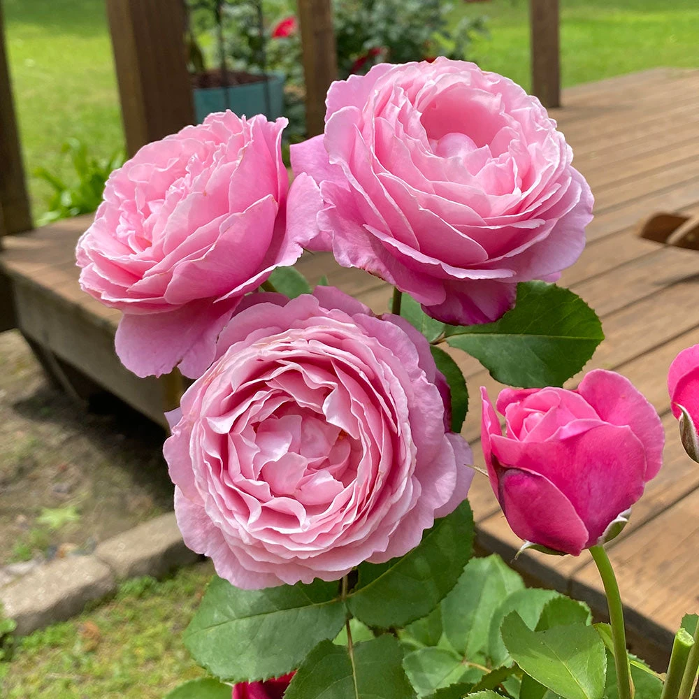 Cathedral Bells Rose 4 Cathedral Bells Rose - Image 2