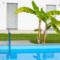 Dwarf Cavendish Banana Tree -Brighter Blooms Sales Cavendish Banana 1