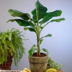 Dwarf Cavendish Banana Tree -Brighter Blooms Sales Cavendish Banana 4