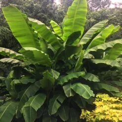 Dwarf Cavendish Banana Tree -Brighter Blooms Sales Cavendish Banana 6 BB