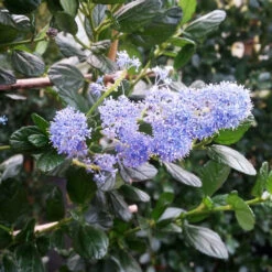 Yankee Point California Lilac 8 Yankee Point California Lilac -Brighter Blooms Sales Ceanothus Yankee Point 2