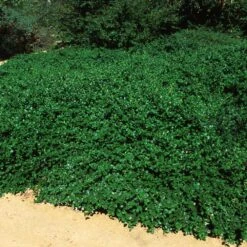 Yankee Point California Lilac 9 Yankee Point California Lilac -Brighter Blooms Sales Ceanothus Yankee Point 5