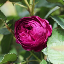 Celestial Night™ Rose Tree 9 Celestial Night™ Rose Tree -Brighter Blooms Sales Celestial Night Rose Tree 1 BB