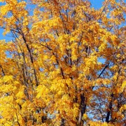 Chandler Walnut Tree -Brighter Blooms Sales Chandler Walnut 1