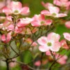 Cherokee Brave Dogwood Tree -Brighter Blooms Sales Cherokee Brave BB 600x600 d884226f 1574 4993 b7ad 2d8ea3aace13