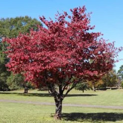 Cherokee Brave Dogwood Tree -Brighter Blooms Sales Cherokee Brave Dogwood 4 BB