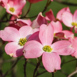 Cherokee Chief Dogwood Tree -Brighter Blooms Sales Cherokee Chief Dogwood 2 BB